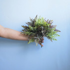 Buquê De Samambaias Artificiais Coloridas | Formosinha